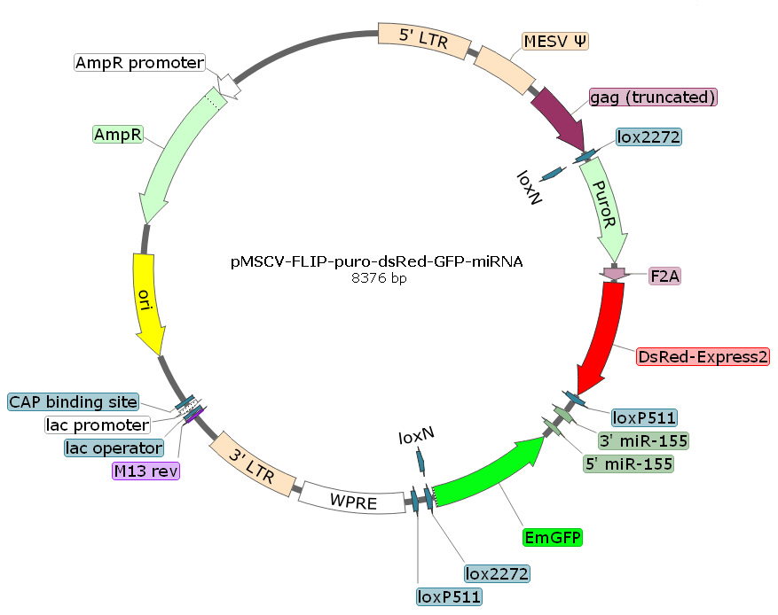 pMSCV-FLIP-puro-dsRed-GFP-miRNA载体图谱